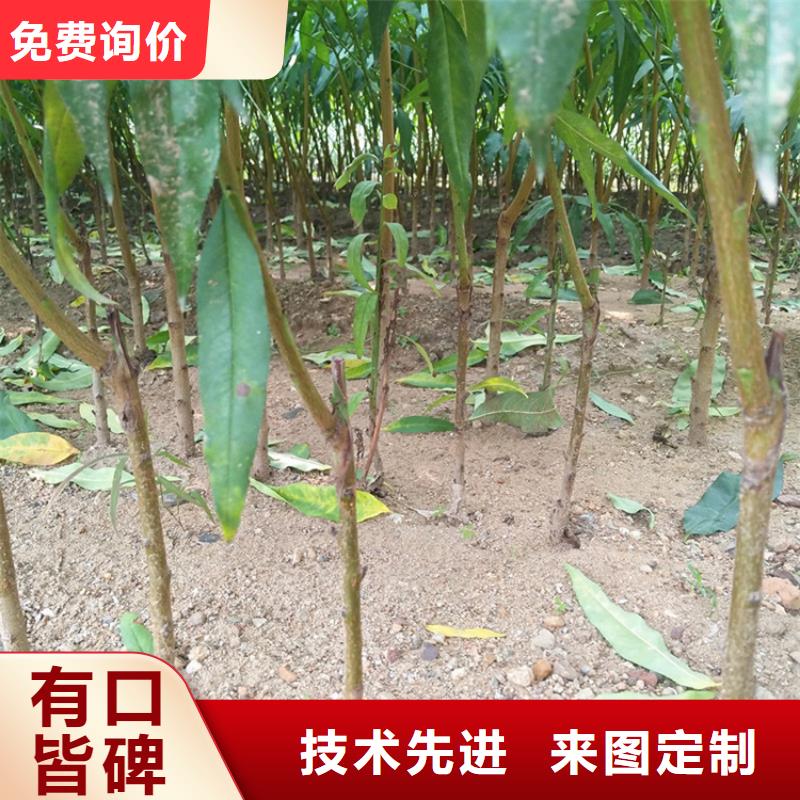 蟠桃树苗适合种植地区/轩园园艺场