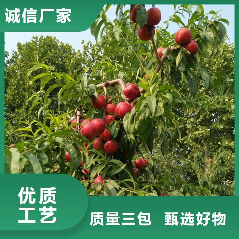 黄桃苗露天种植