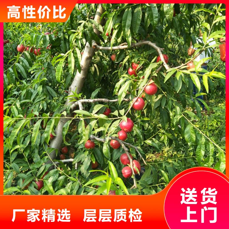 桃北美冬青种类多质量好