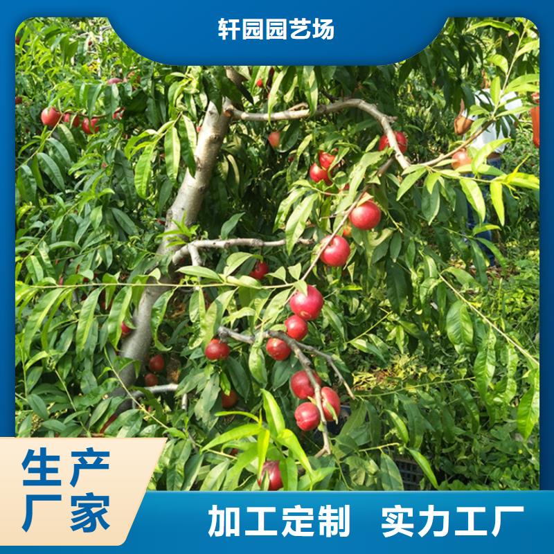 嫁接桃树全国发货/轩园园艺场
