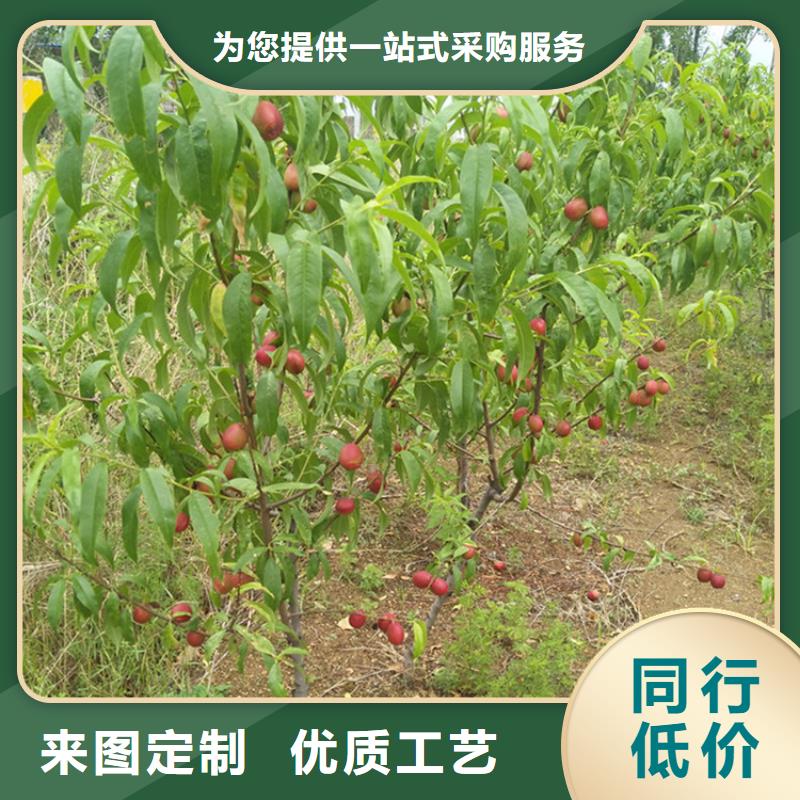 嫁接桃苗种植管理技术襄樊