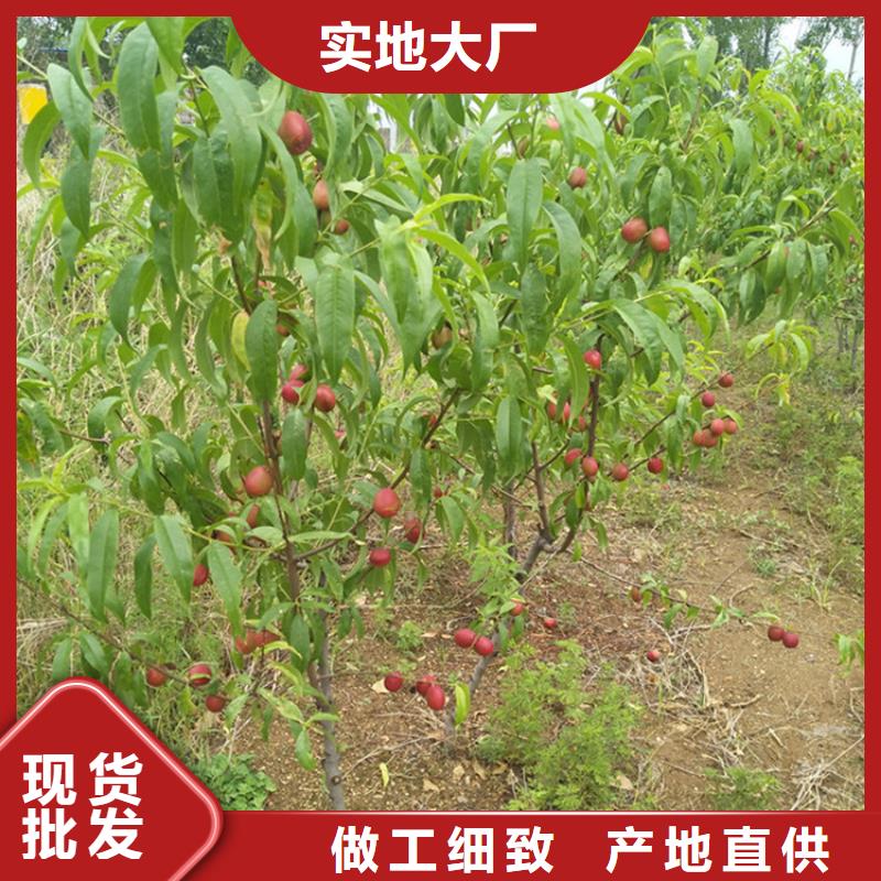 桃花椒苗服务至上