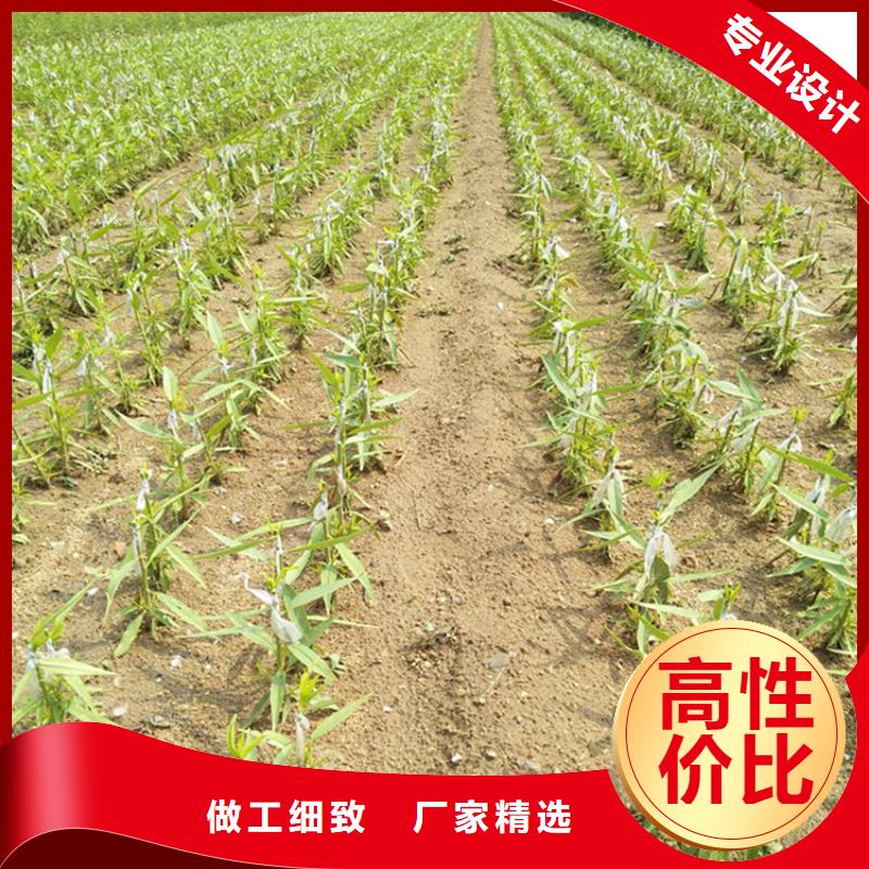桃苹果苗厂家直销规格多样