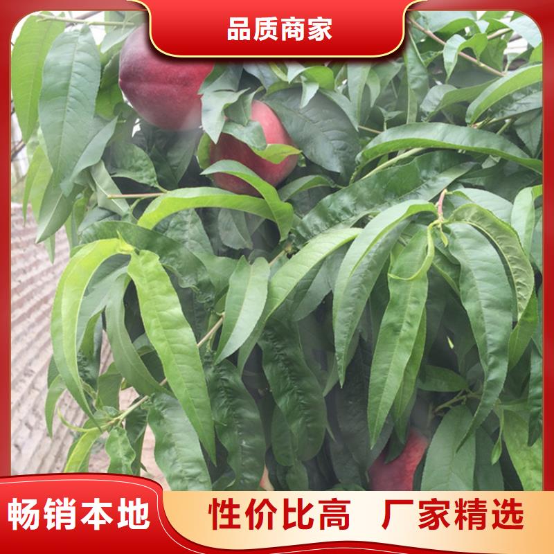 蟠桃树苗适合种植地区/轩园园艺场