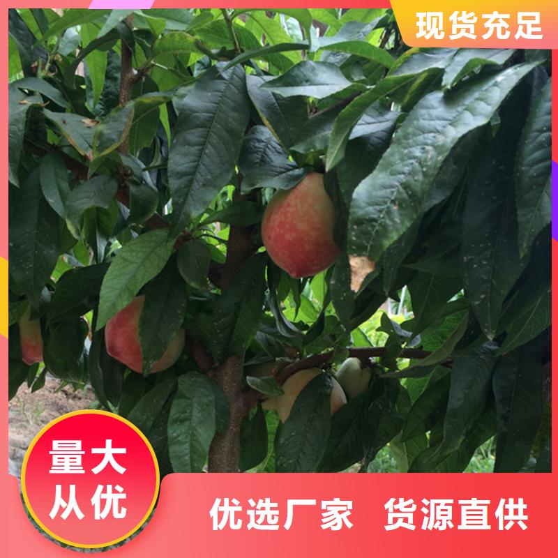 桃梨树苗工期短发货快
