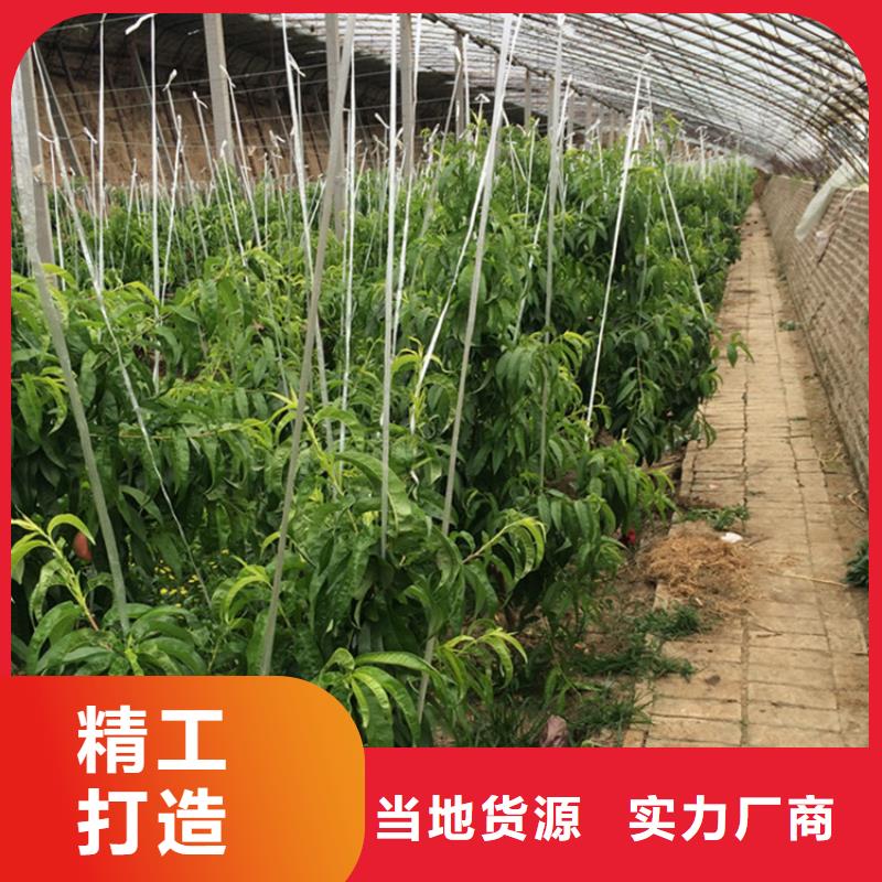 桃,樱桃苗一站式厂家