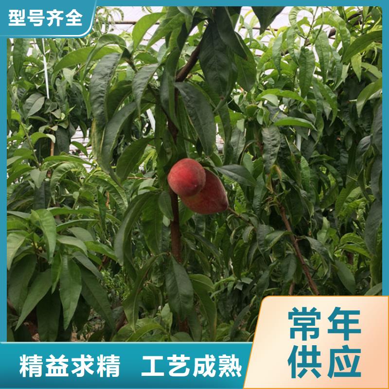 【桃】苹果苗精工制作