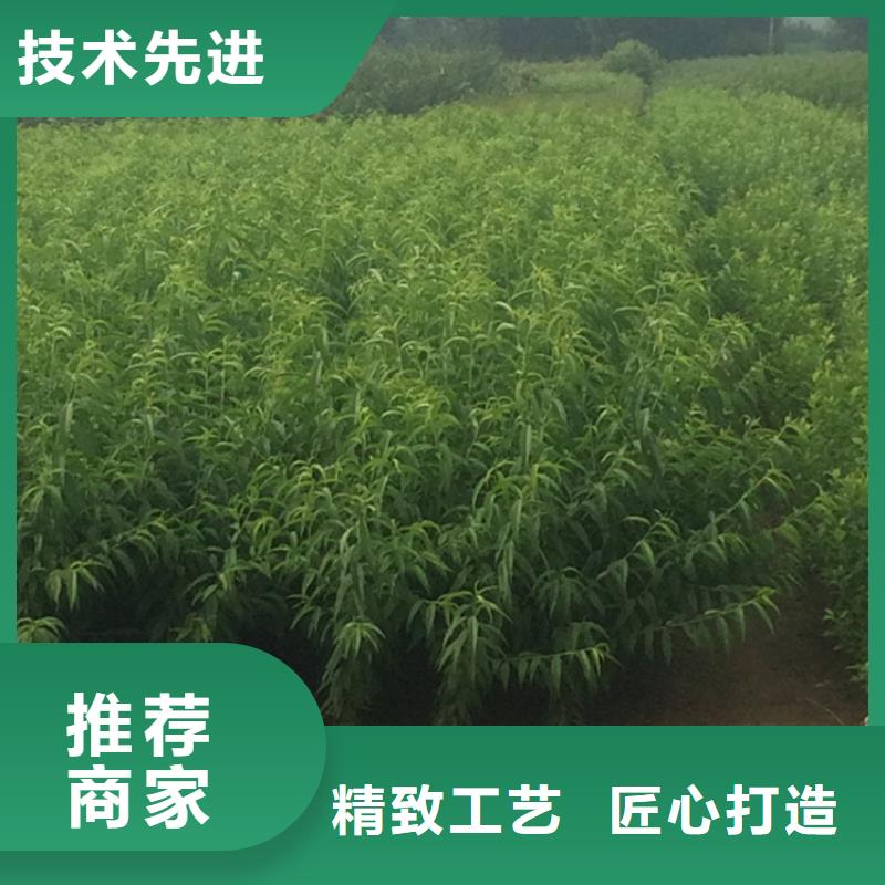 黑桃树苗批发价格