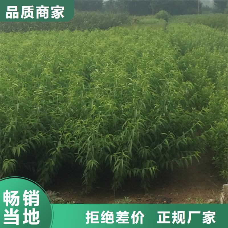 【桃】苹果苗精工制作