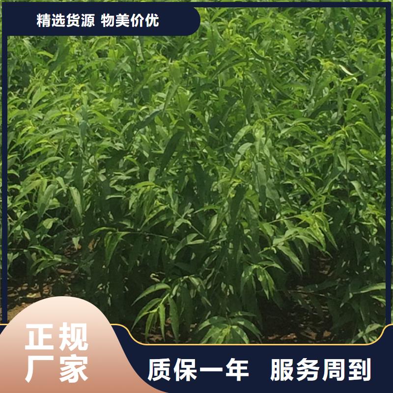 黄桃苗露天种植