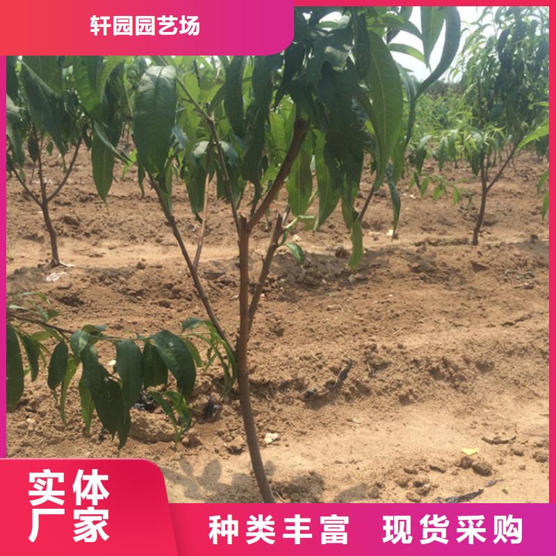 桃李树苗快捷的物流配送