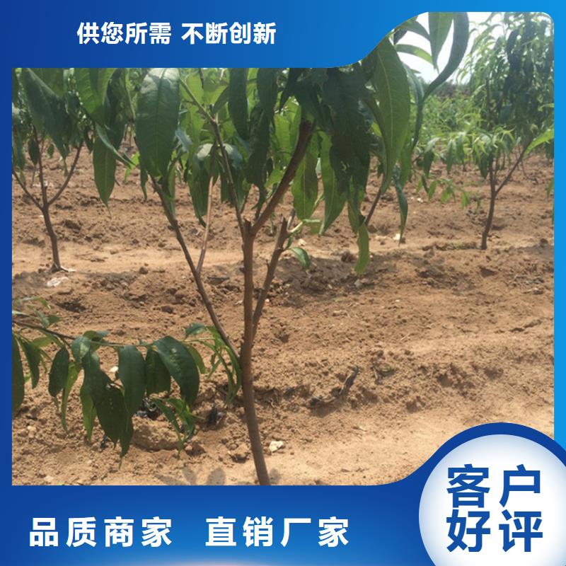 黑桃树苗批发价格