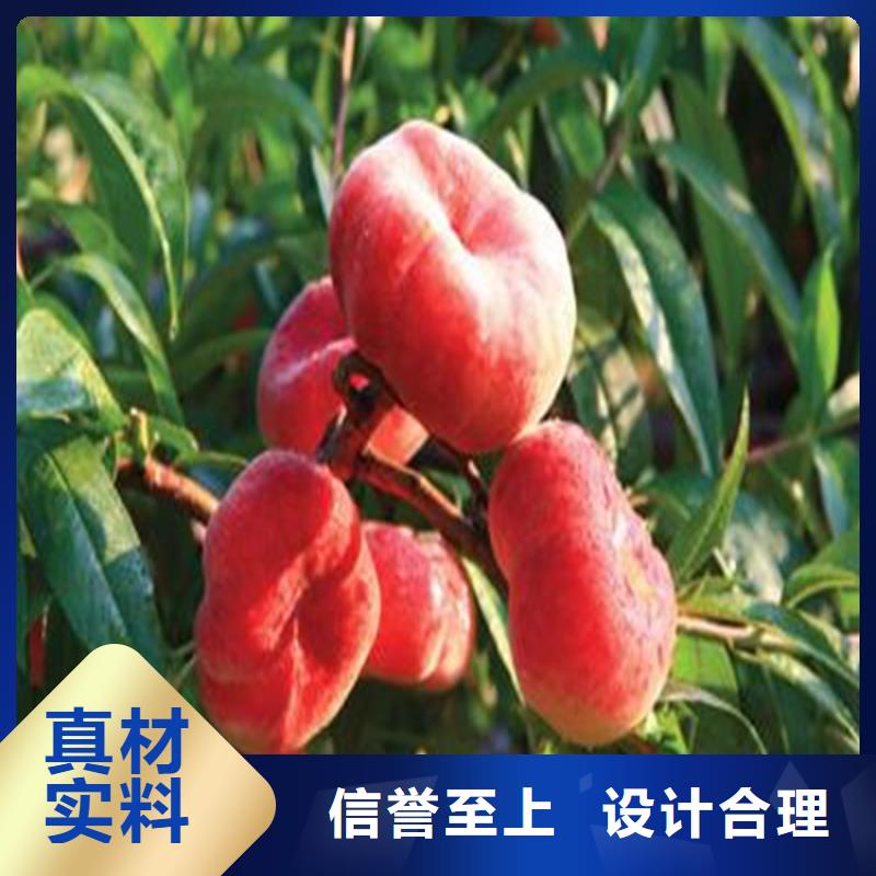桃猕猴桃苗质优价廉