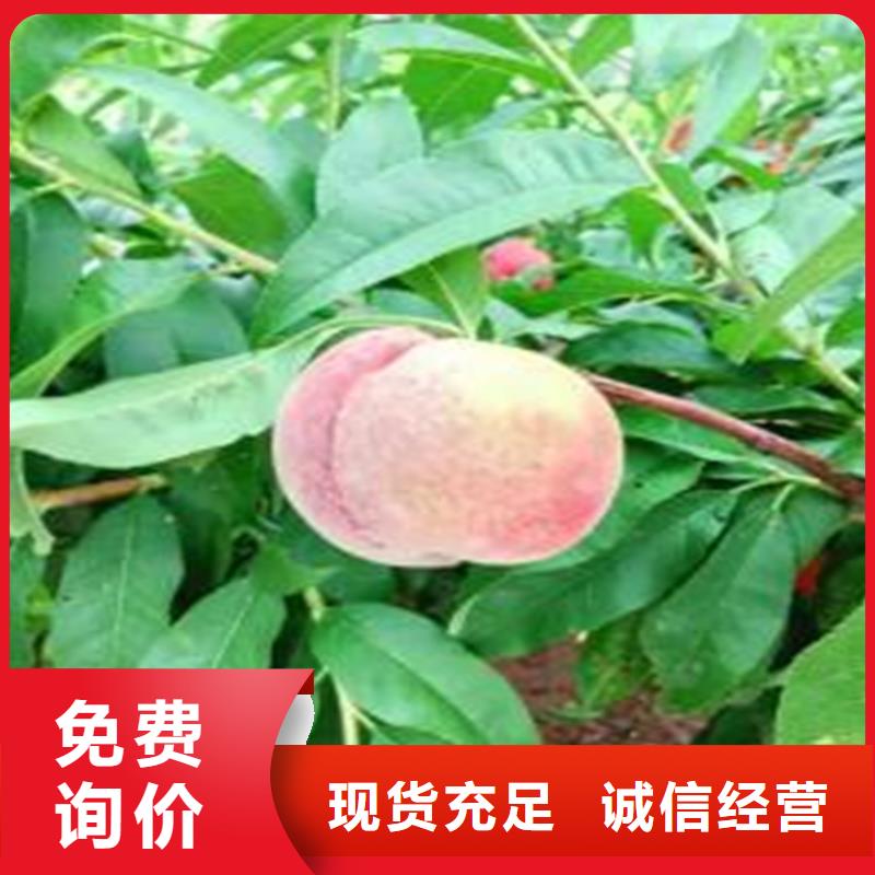 桃树采摘园