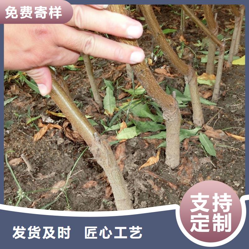 桃【石榴树】精挑细选好货