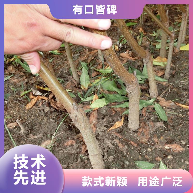 桃北美冬青种类多质量好