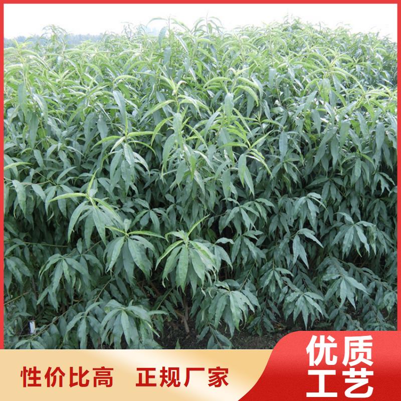 黑桃树苗什么品种好
