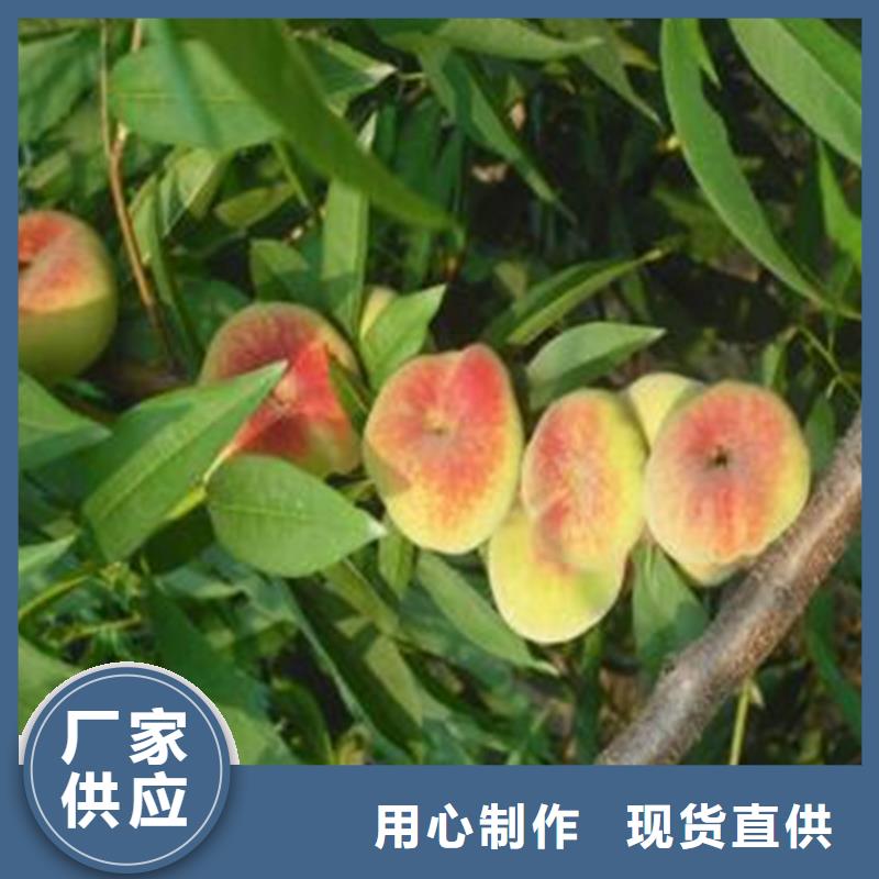 黑桃树苗什么品种好