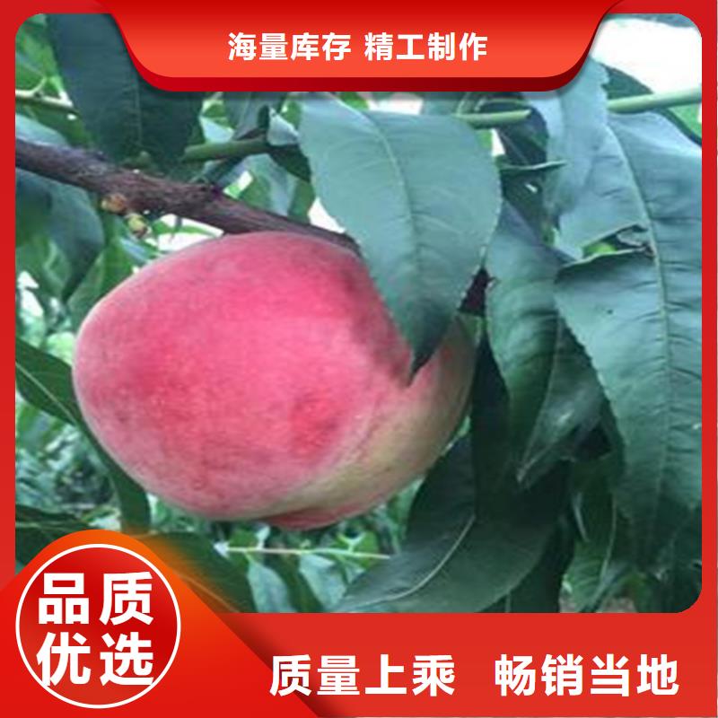 黑桃树苗什么品种好