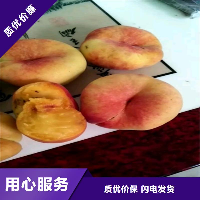 桃梨树苗工期短发货快