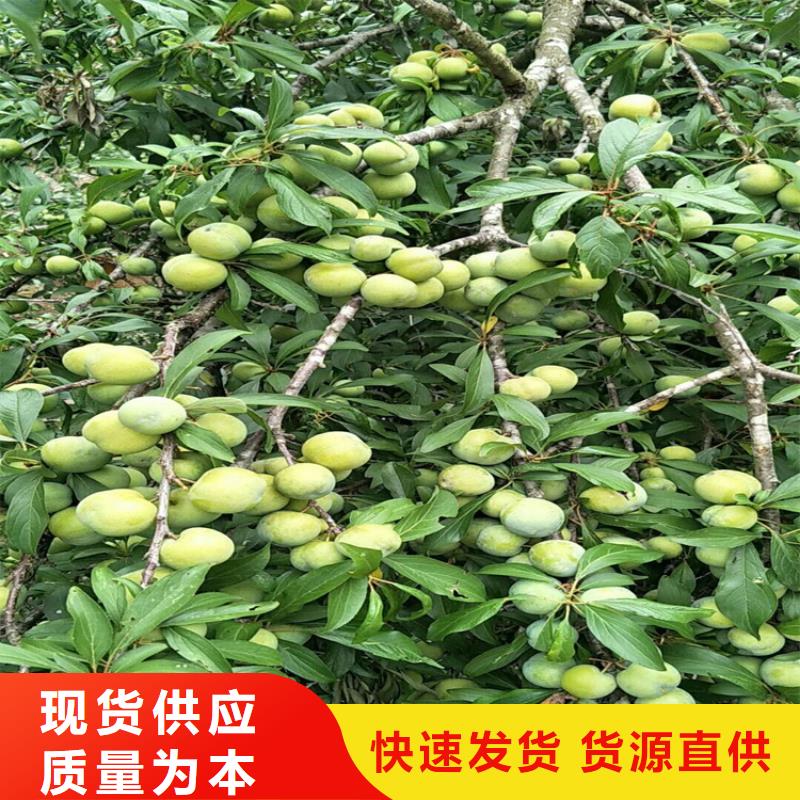 李子苹果苗按需定制真材实料