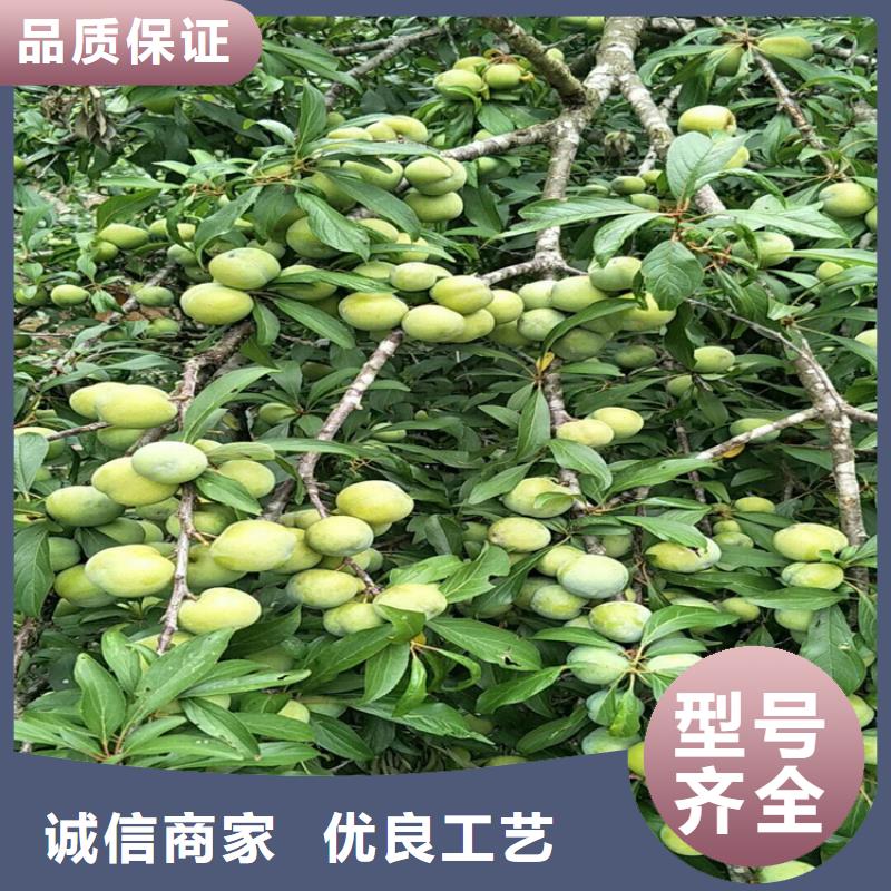 李子花椒苗一件也发货