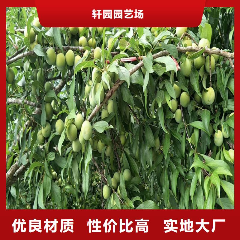 女神李子苗批发价格