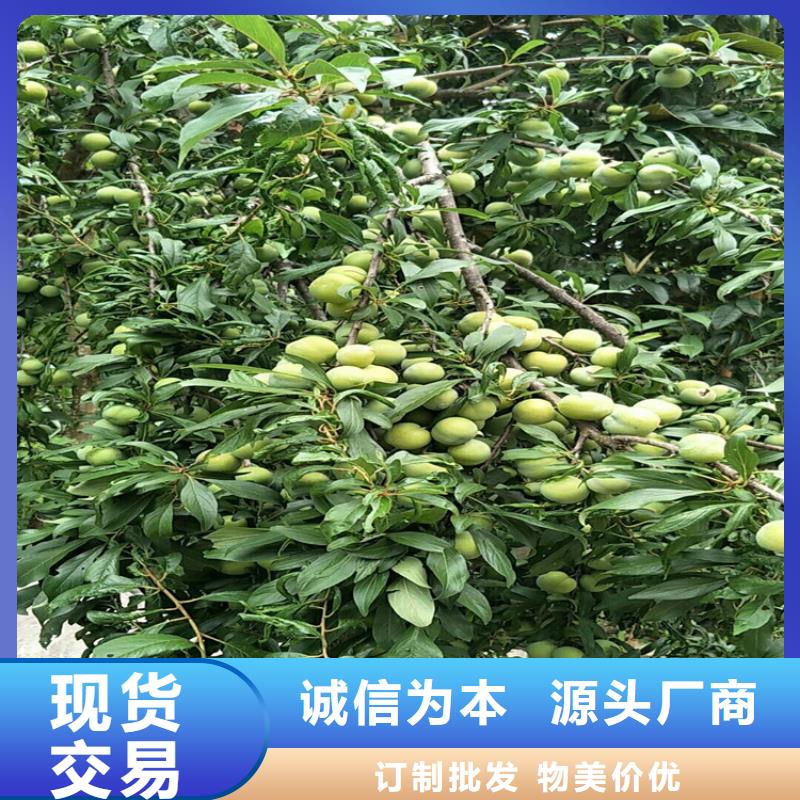 李子苗种植管理技术