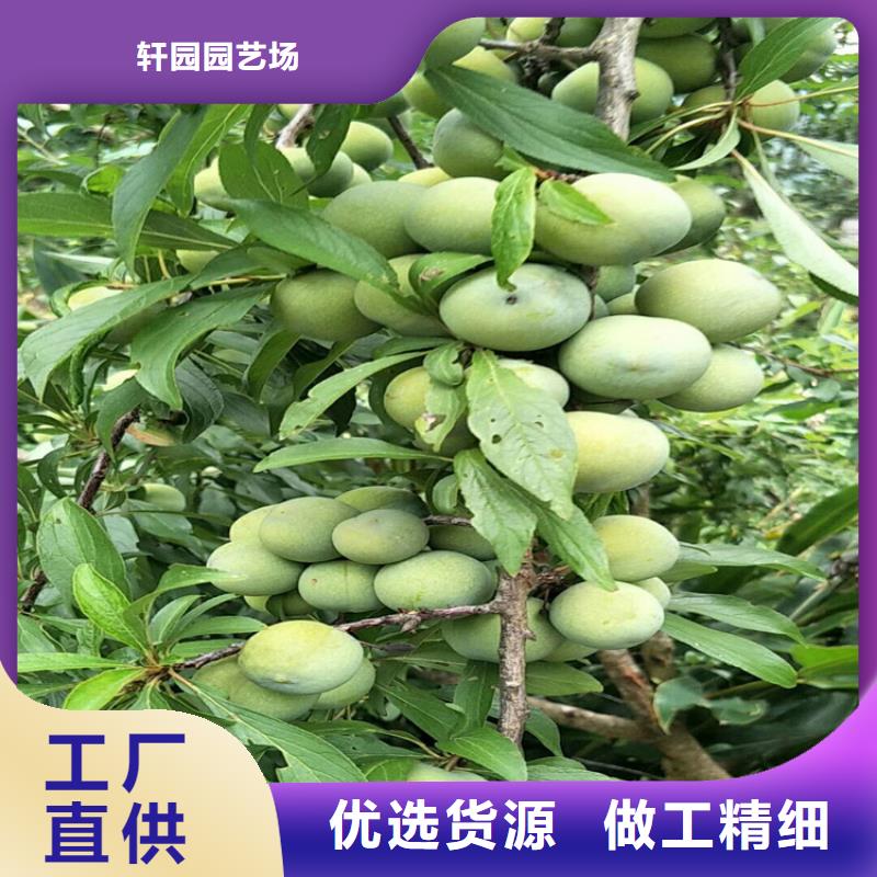 国丰李子苗多少钱一棵