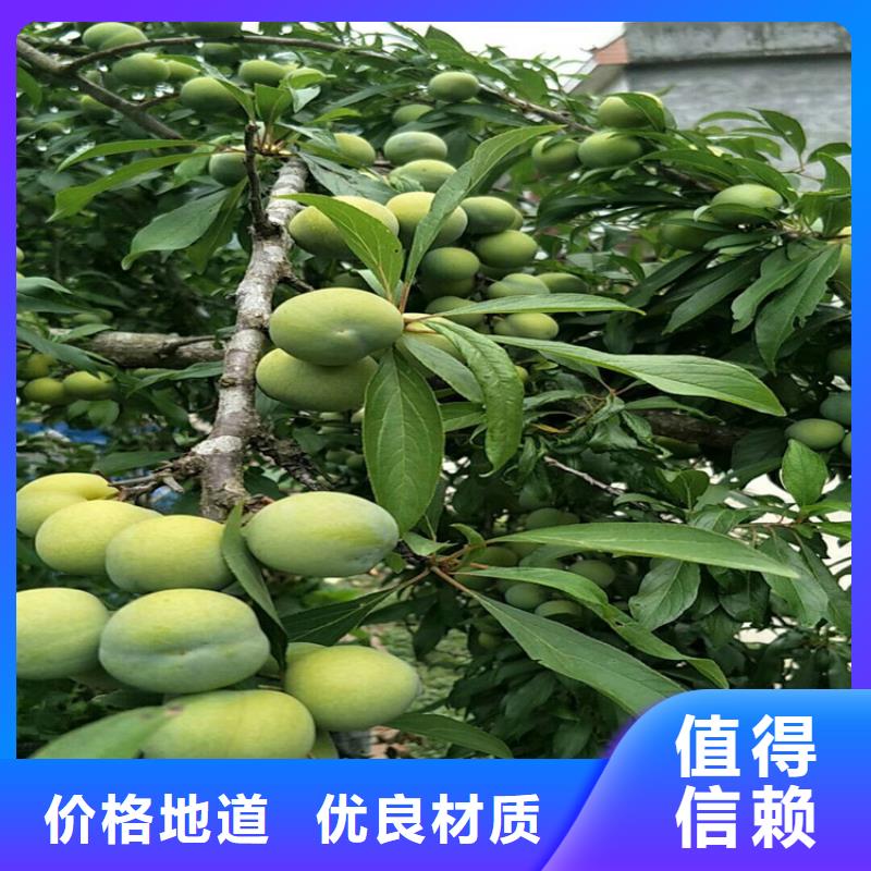 恐龙蛋李子苗价格