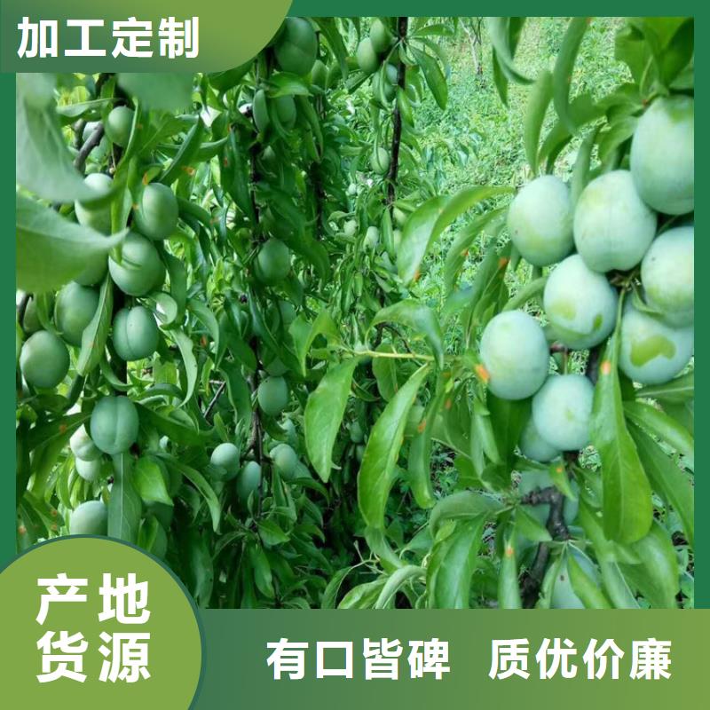 李子-石榴苗优选原材