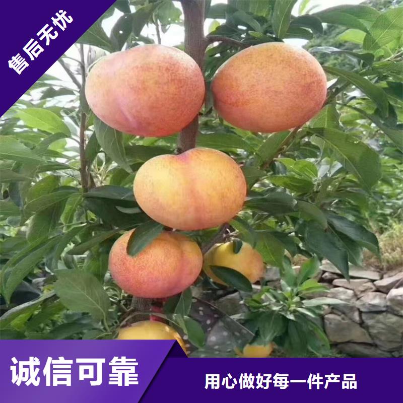 李子苹果苗按需定制真材实料