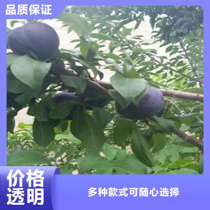 玫瑰李子苗免费咨询