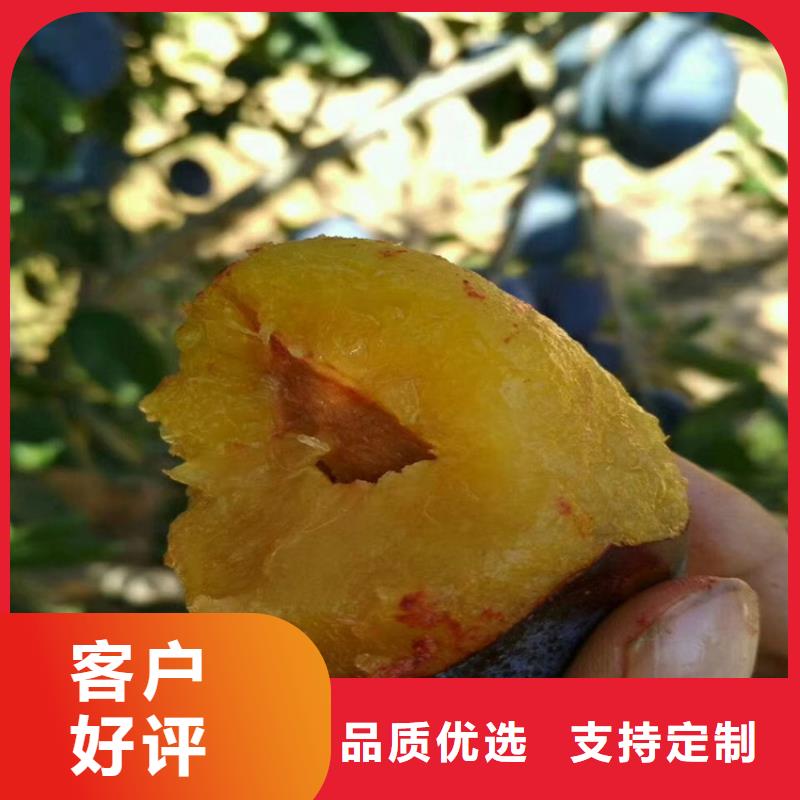 李子-石榴苗优选原材