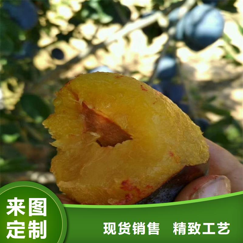国丰李子苗适合种植地区