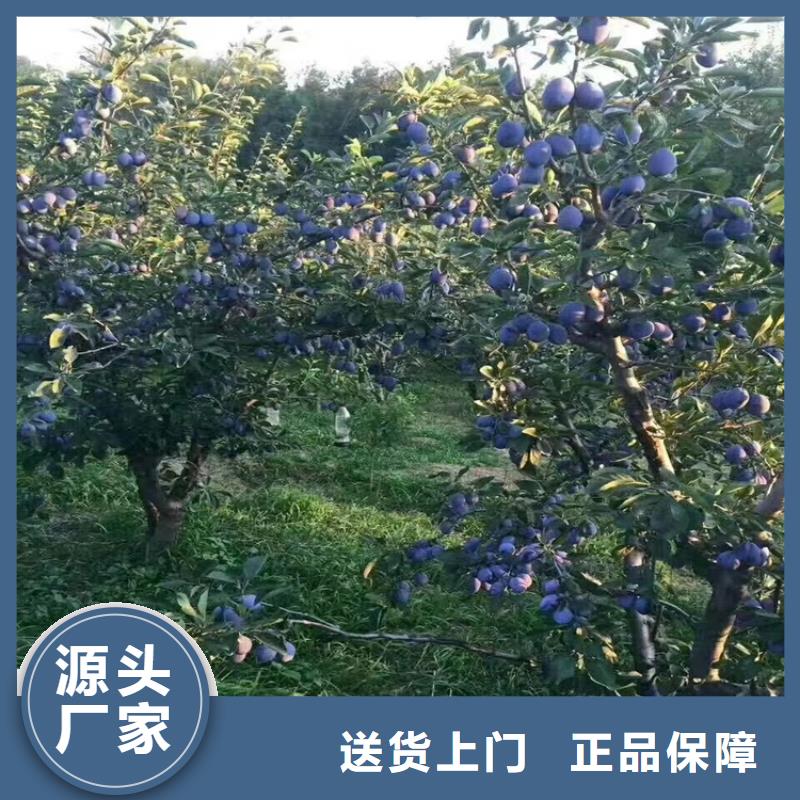 杏李李子苗育苗基地