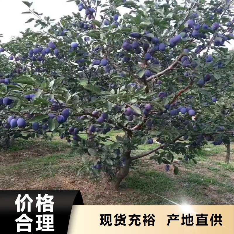 李子苹果苗按需定制真材实料