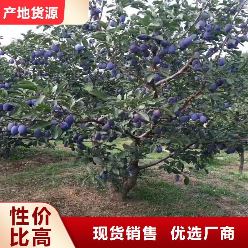 李子苹果苗按需定制真材实料