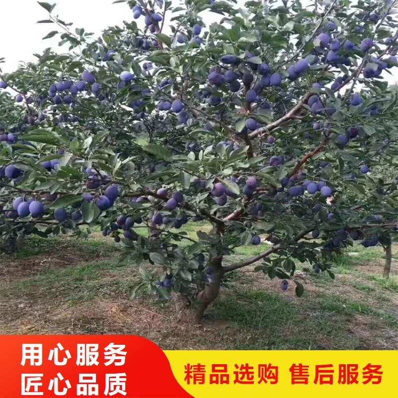 李子苗种植管理技术
