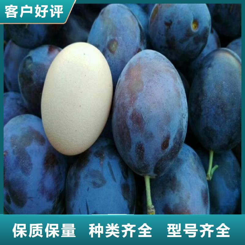 国丰李子苗多少钱一棵