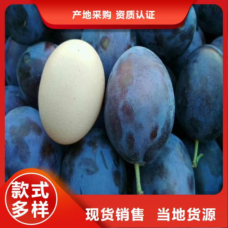 李子苗种植管理技术
