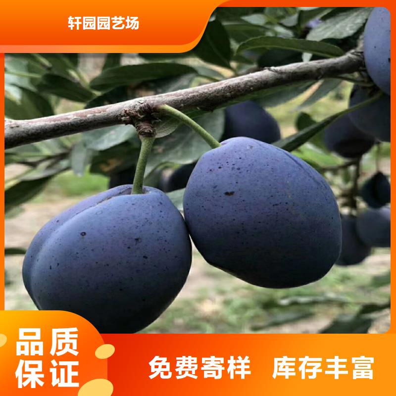 恐龙蛋李子苗价格