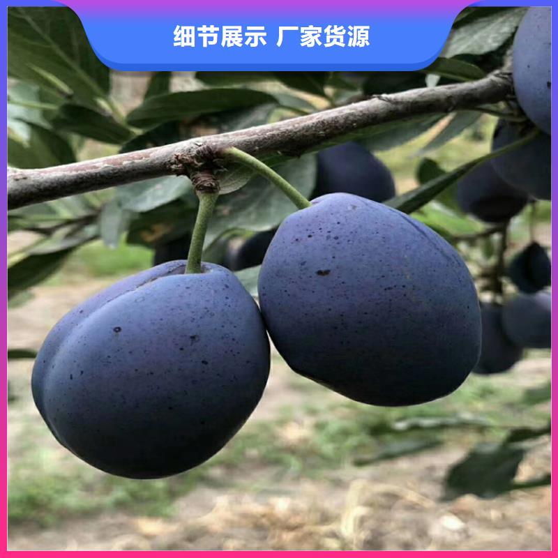 【李子】-樱桃苗厂家精选