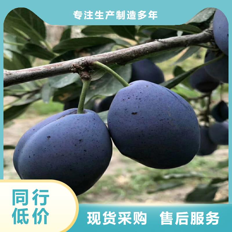 李子花椒苗一件也发货