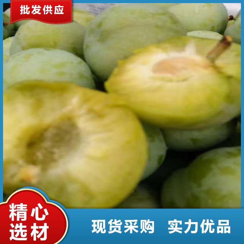 【李子苹果苗产地直销】