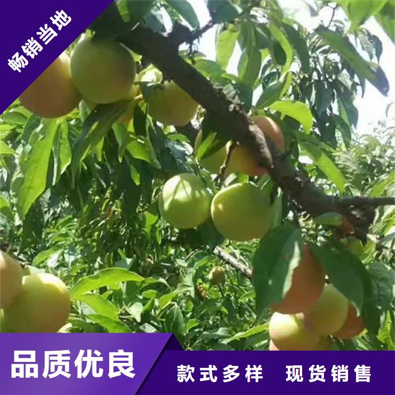 西梅李子苗一亩地栽多少棵