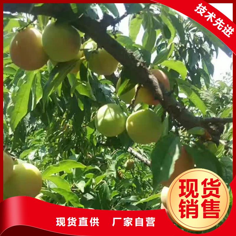 西梅李子苗新奇品种/轩园园艺场
