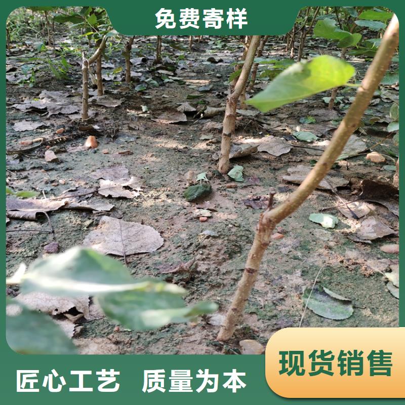 玫瑰李子苗免费咨询