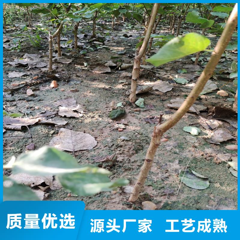 女神李子苗批发价格
