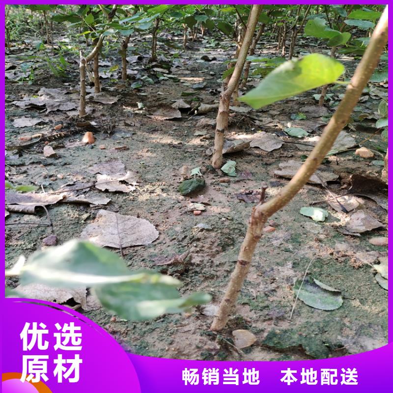 李子-石榴苗优选原材